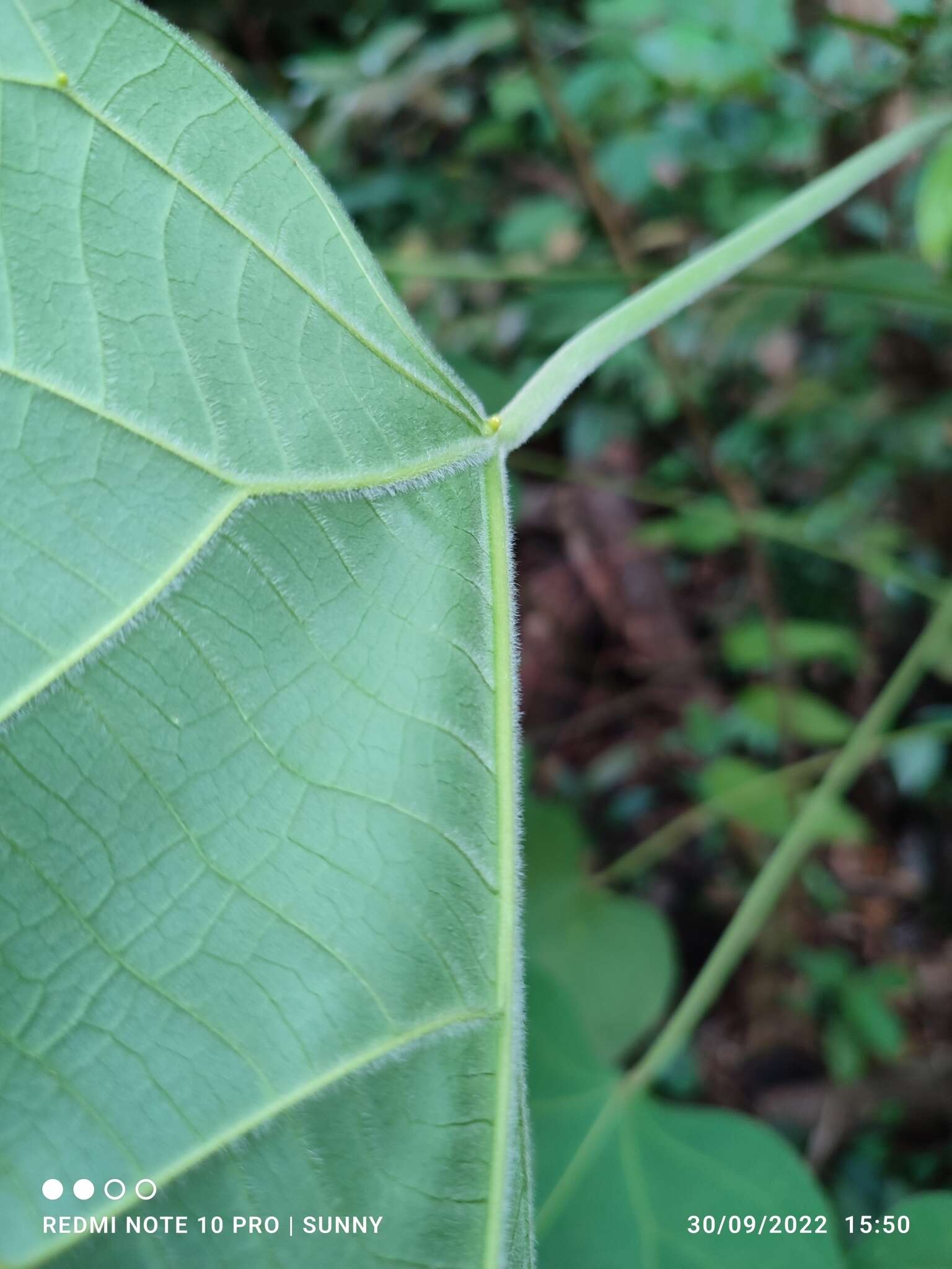 Plancia ëd Endospermum diadenum (Miq.) Airy Shaw