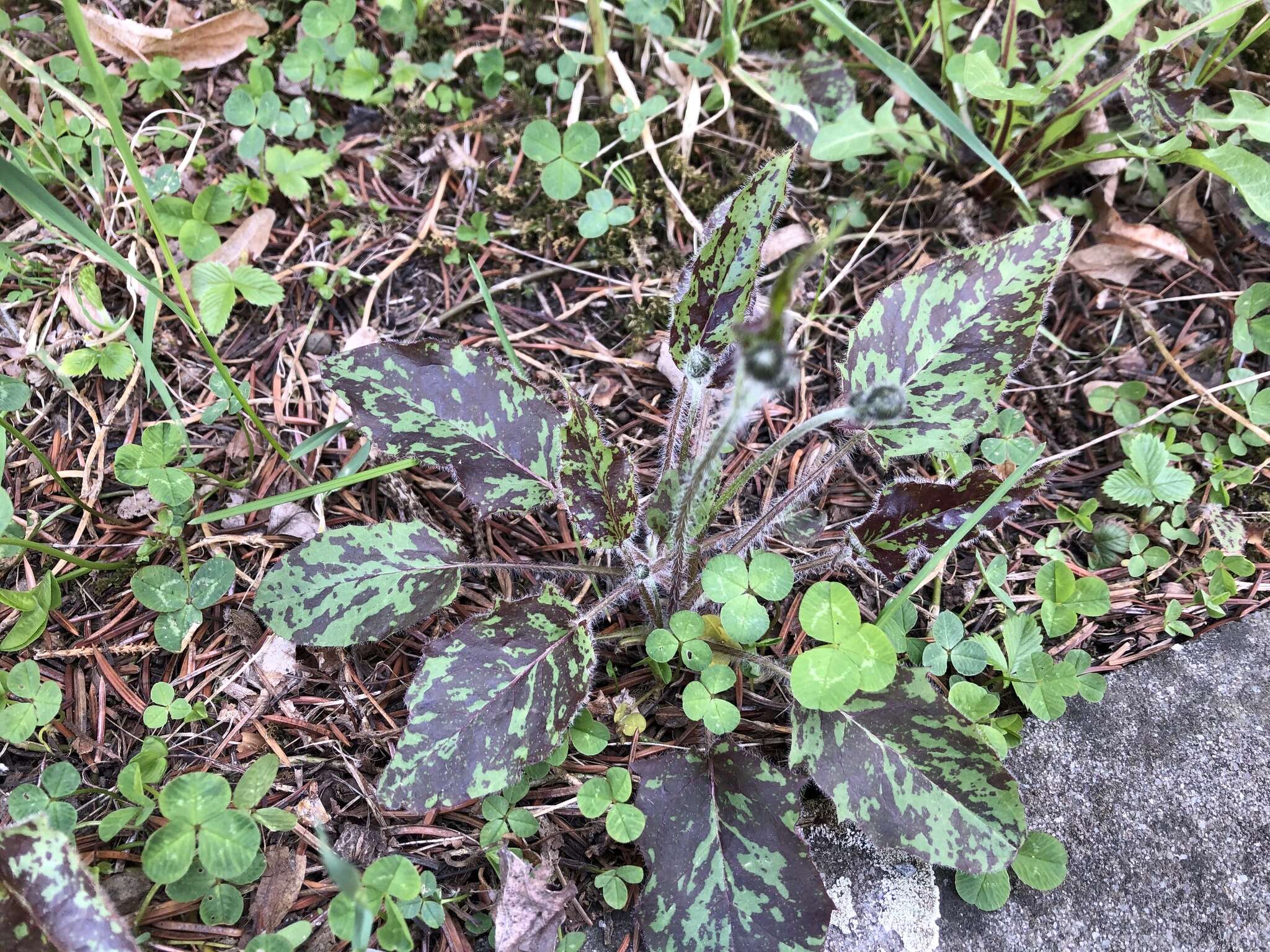 Image of Hieracium glaucinum subsp. similatum (Jord. ex Bor.) Gottschl.