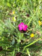 صورة Dianthus carthusianorum L.