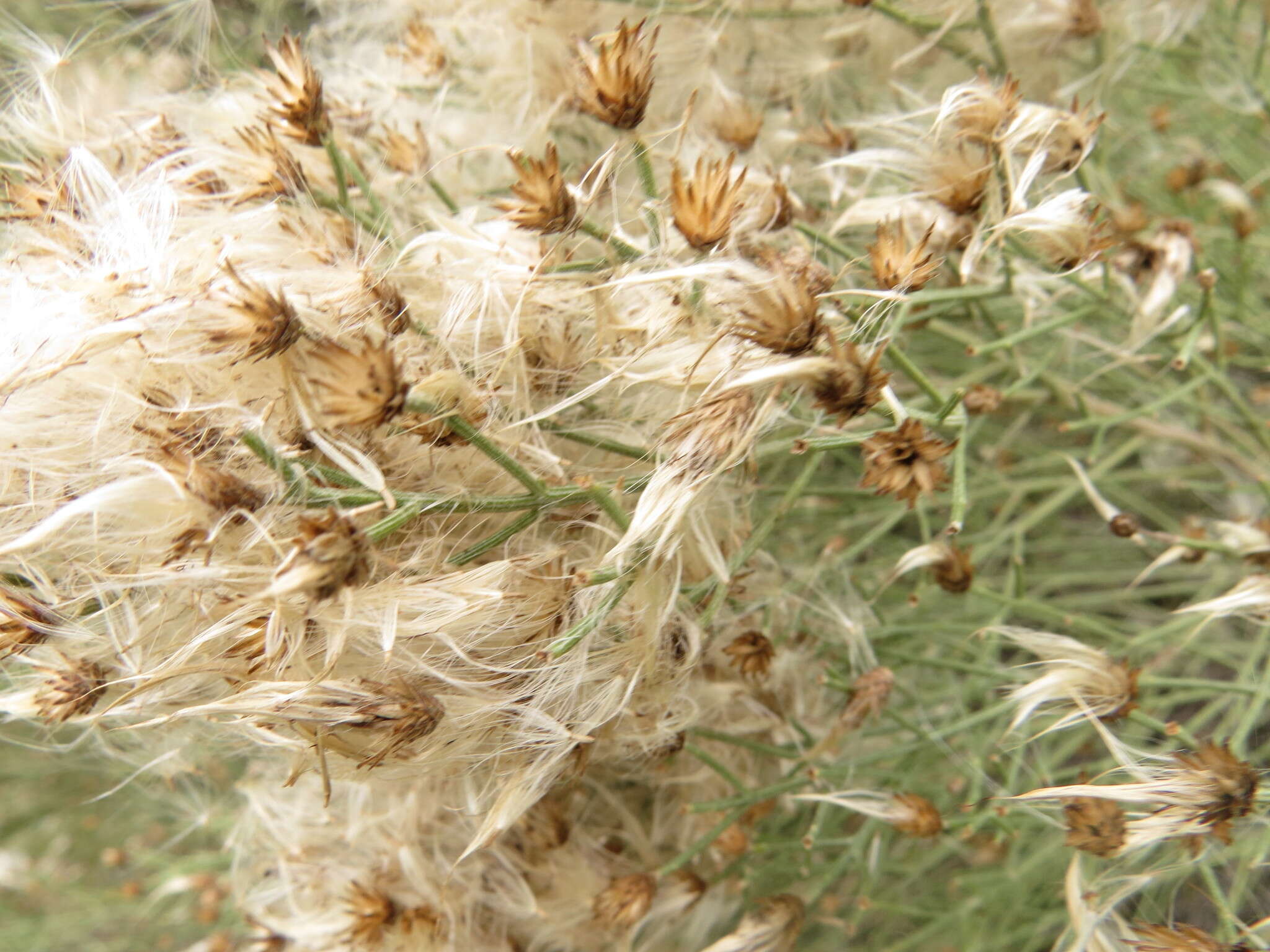 Image of Baccharis notosergila Griseb.