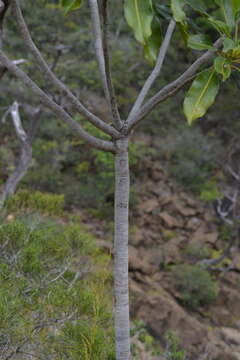Image of Myodocarpus involucratus Dubard & R. Vig.