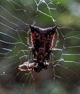 Image of Micrathena triangularis (C. L. Koch 1836)