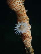 Image of jewel anemone