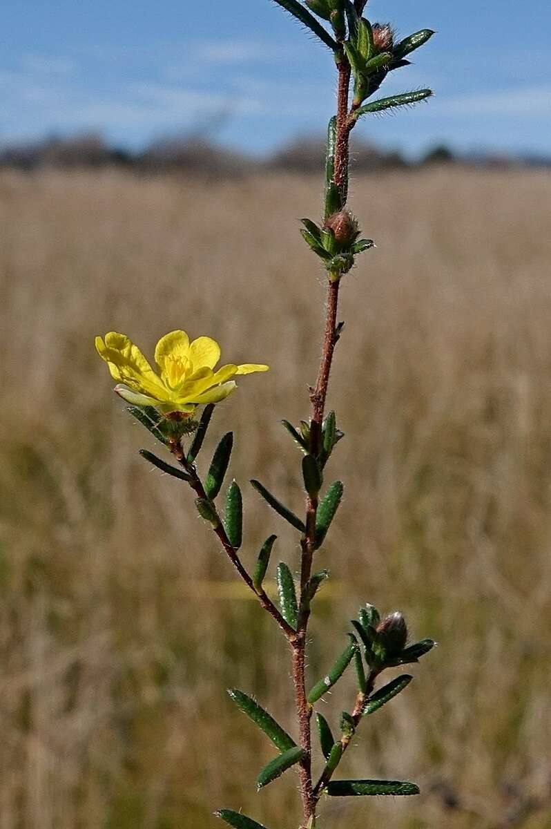 Sivun Hibbertia dispar Toelken kuva