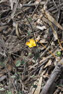 Image of Abutilon malvifolium (Benth.) J. Black