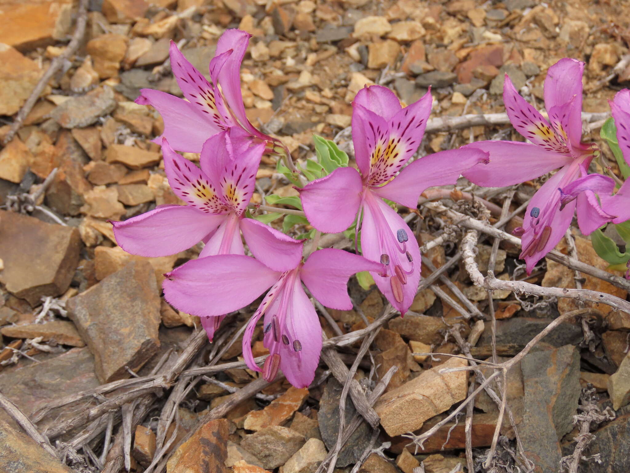 Image of Alstroemeria paupercula Phil.