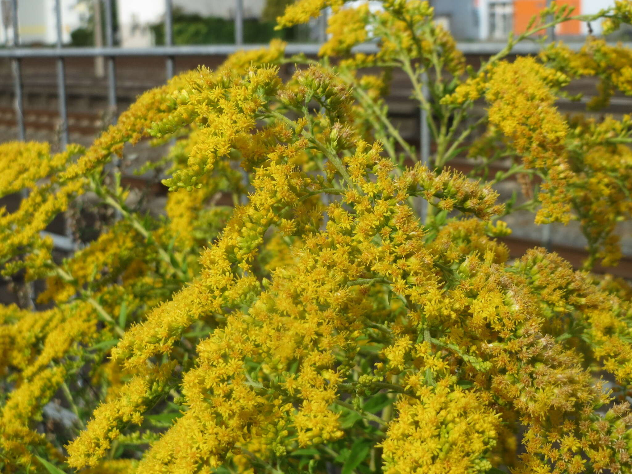 Image of Canada goldenrod