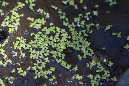 Image of Common Duckweed