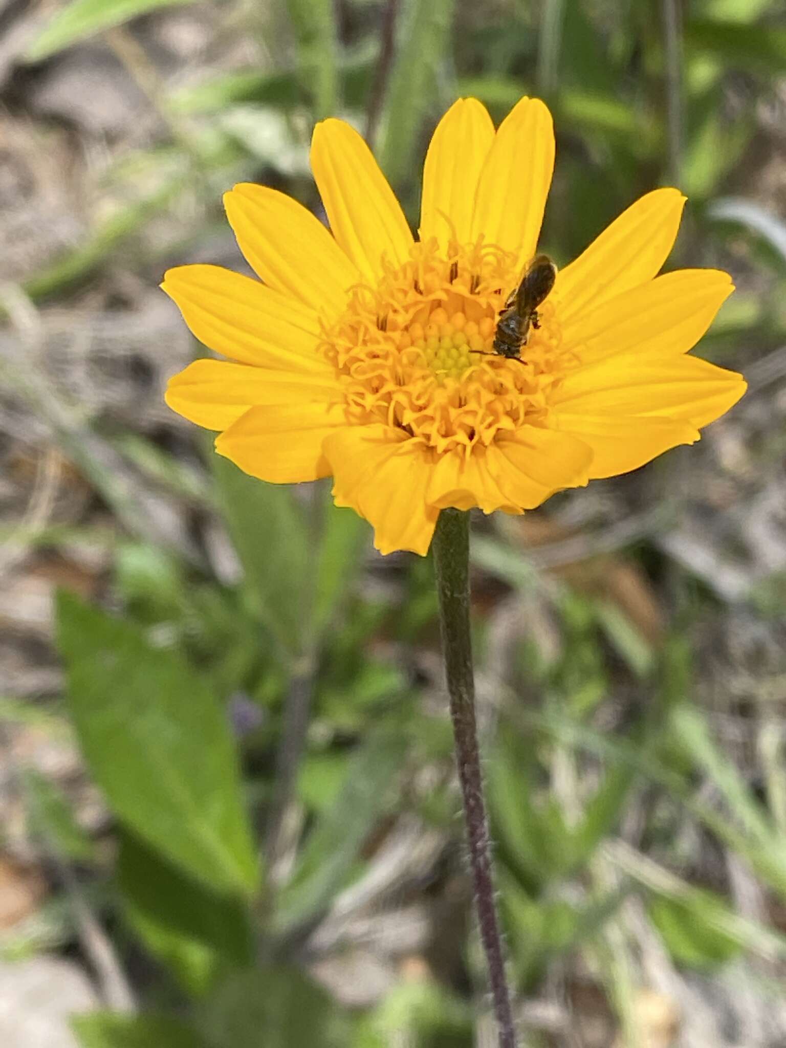 Lasianthaea palmeri (Greenm.) K. M. Becker的圖片