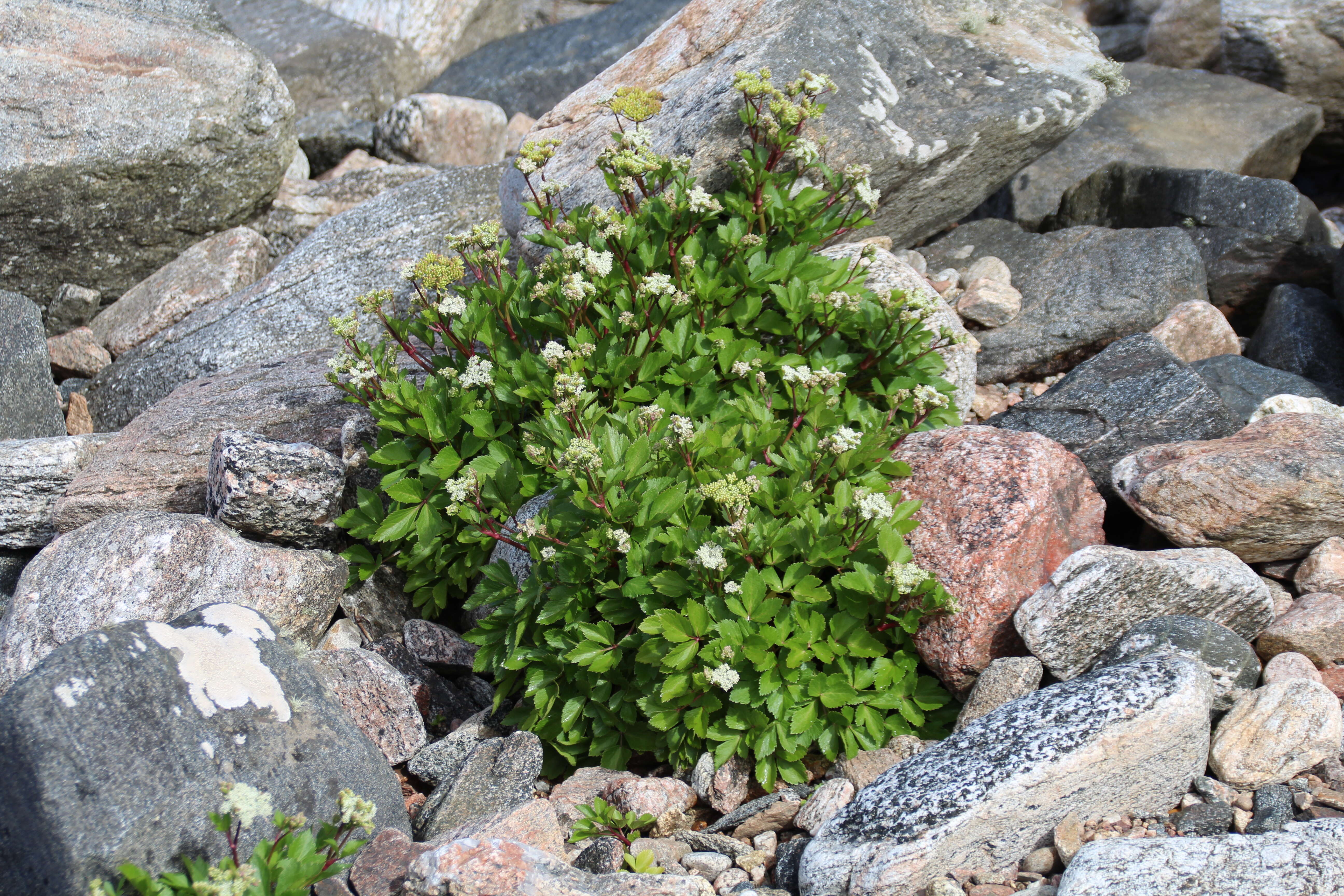 Ligusticum scoticum L. resmi