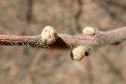 Image of Sicilian sumac