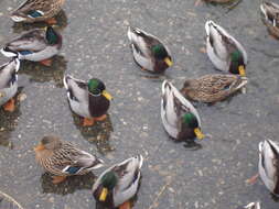 Image of Common Mallard