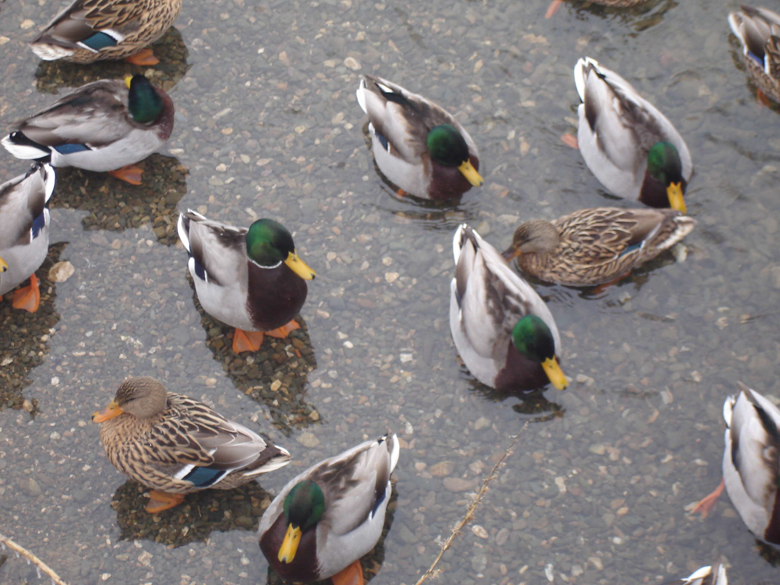 Image of Common Mallard