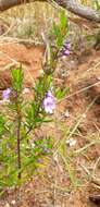 Image of Prostanthera scutellarioides (R. Br.) Druce