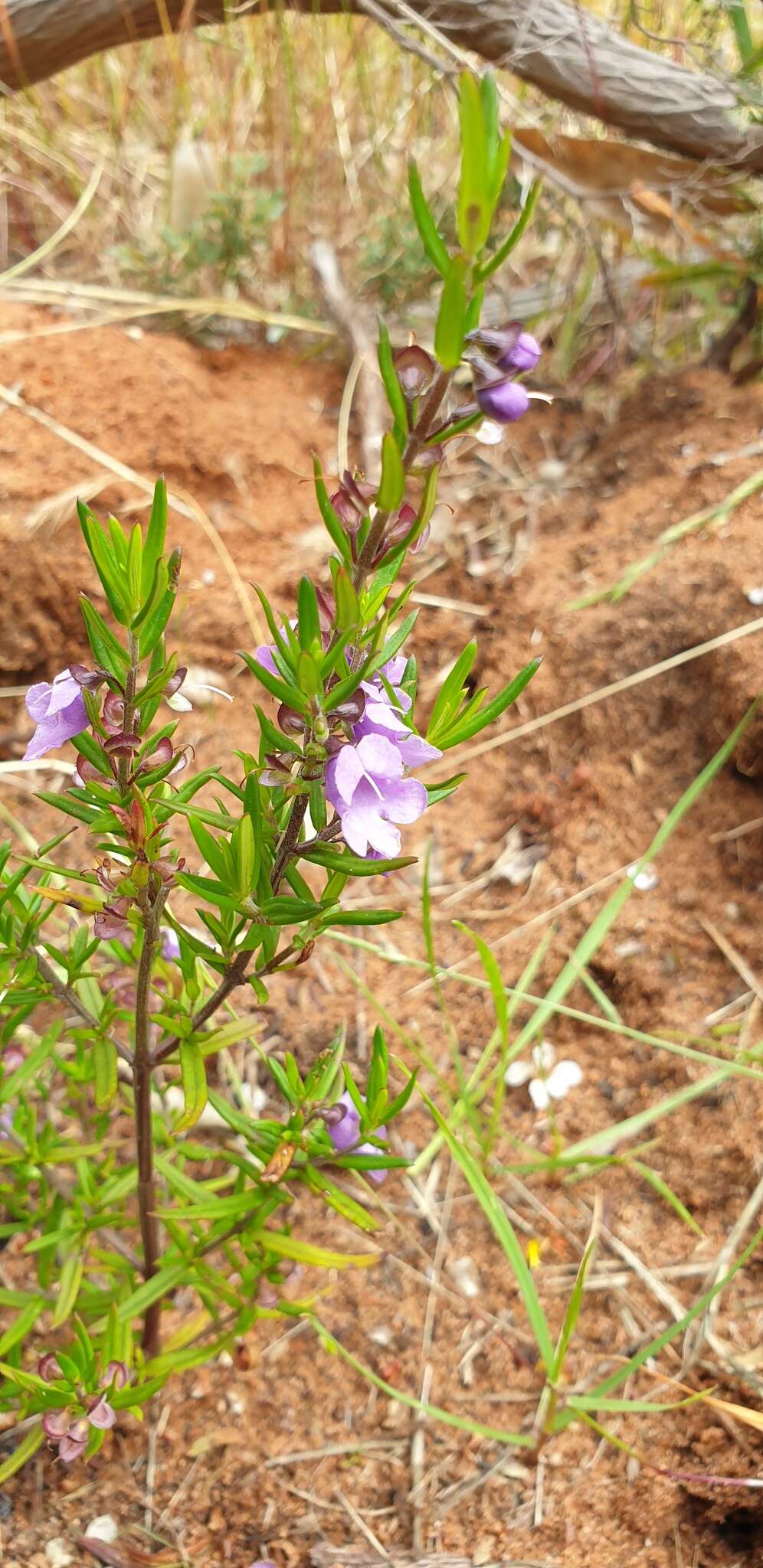 Image of Prostanthera scutellarioides (R. Br.) Druce