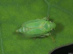 Plancia ëd Neocoelidia orientalis De Long 1953