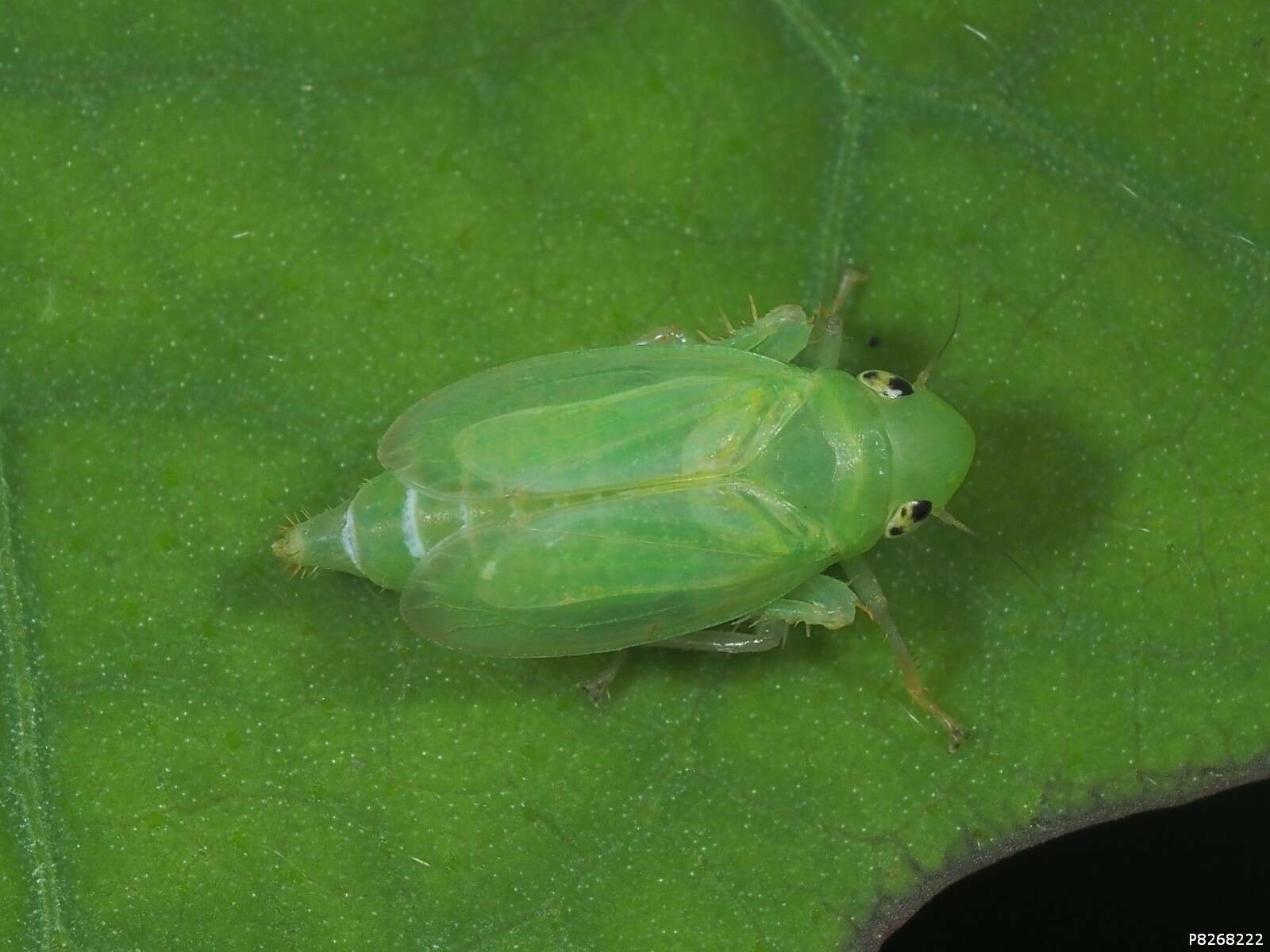 Plancia ëd Neocoelidia orientalis De Long 1953