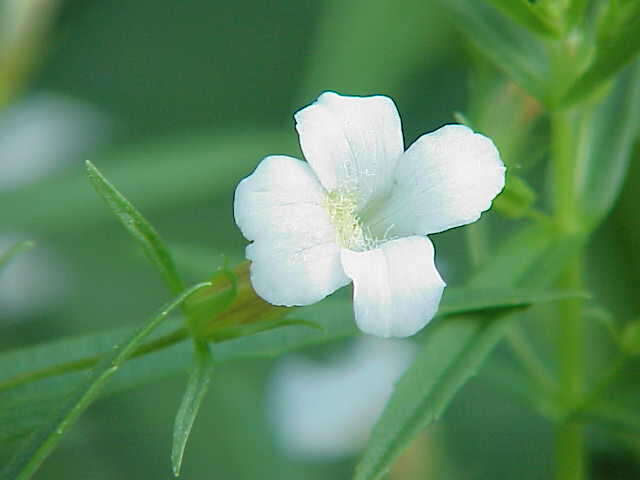 Image de Gratiole Officinale