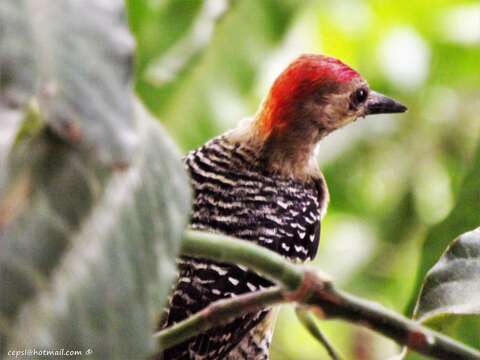 Image of Red-crowned Woodpecker