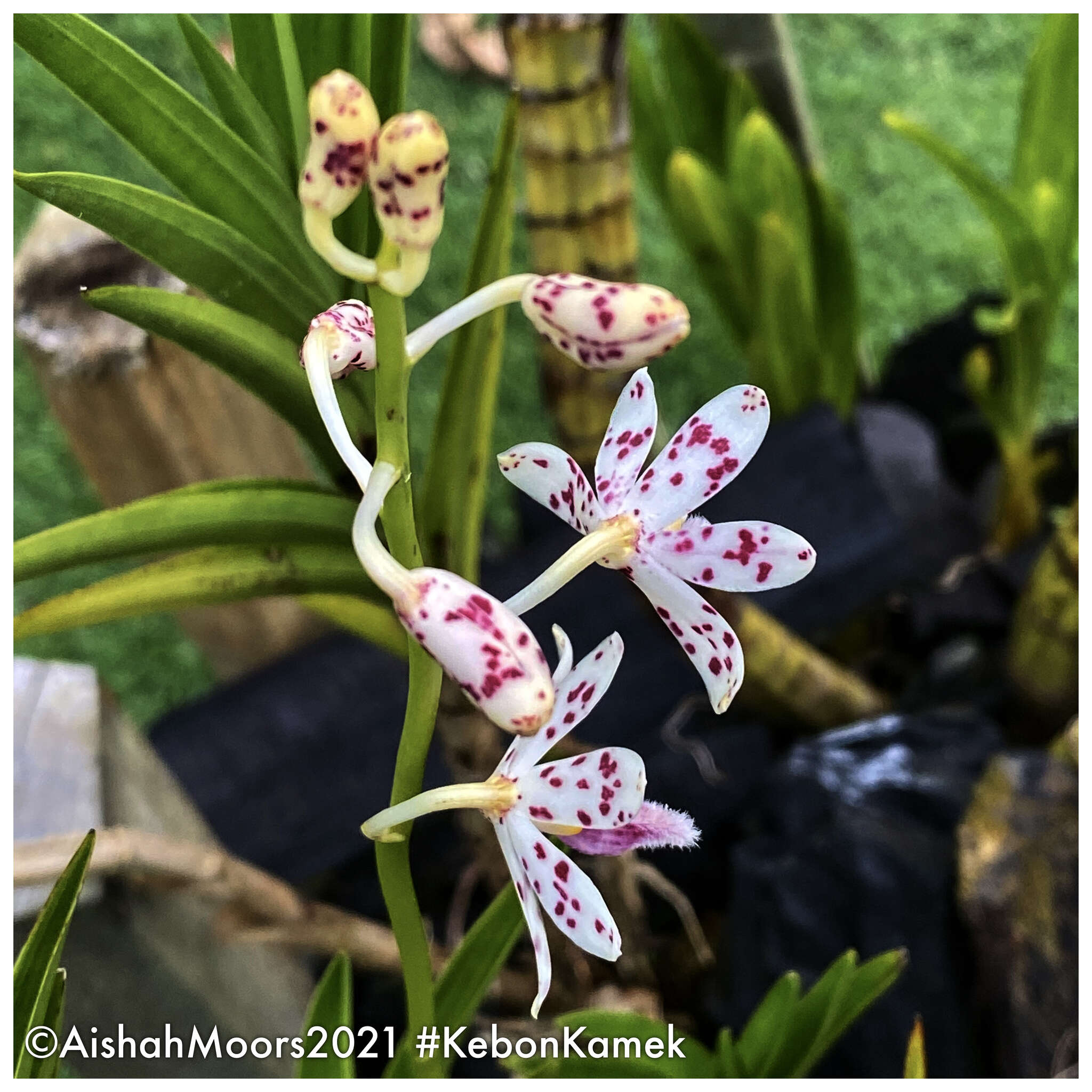 Image of Dipodium pictum (Lindl.) Rchb. fil.