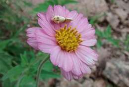 Image de Tridax bicolor A. Gray