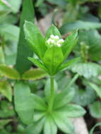 Image of Woodruff