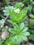 Image of Woodruff