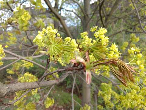 Image of Norway Maple