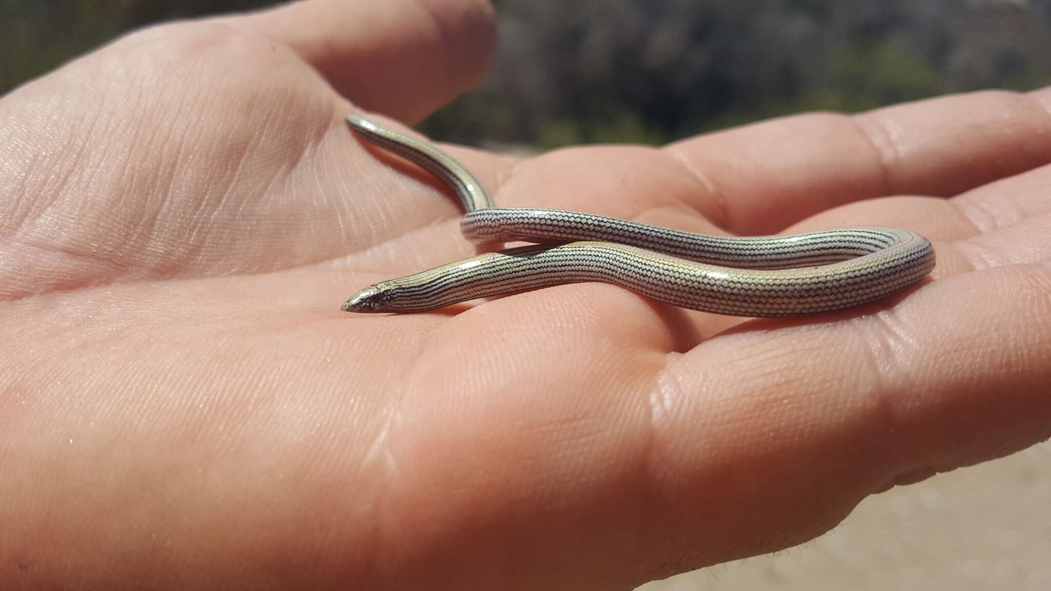 Image of Baja California Legless Lizard