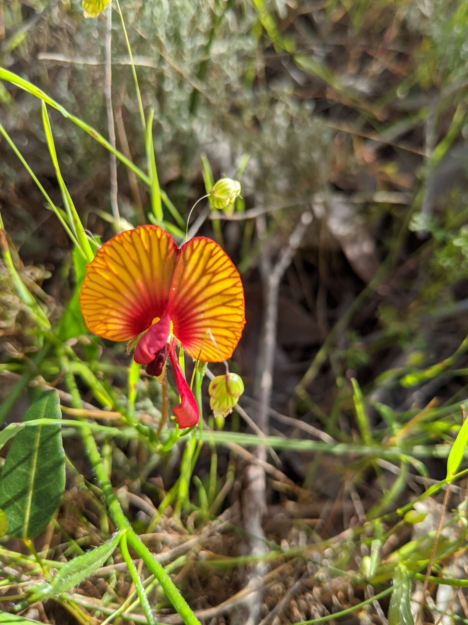 Слика од Isotropis cuneifolia (Sm.) B. D. Jacks.