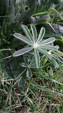 Image of blue lupine