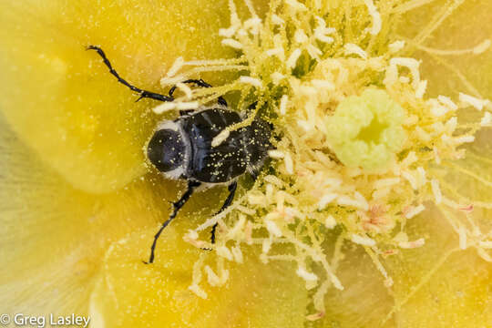 Image of Texas Flower Scarab