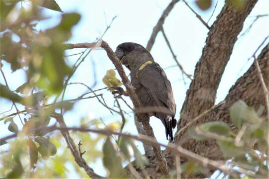 Image of Rüppell's Parrot