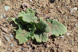 Image of Jerusalem salvia