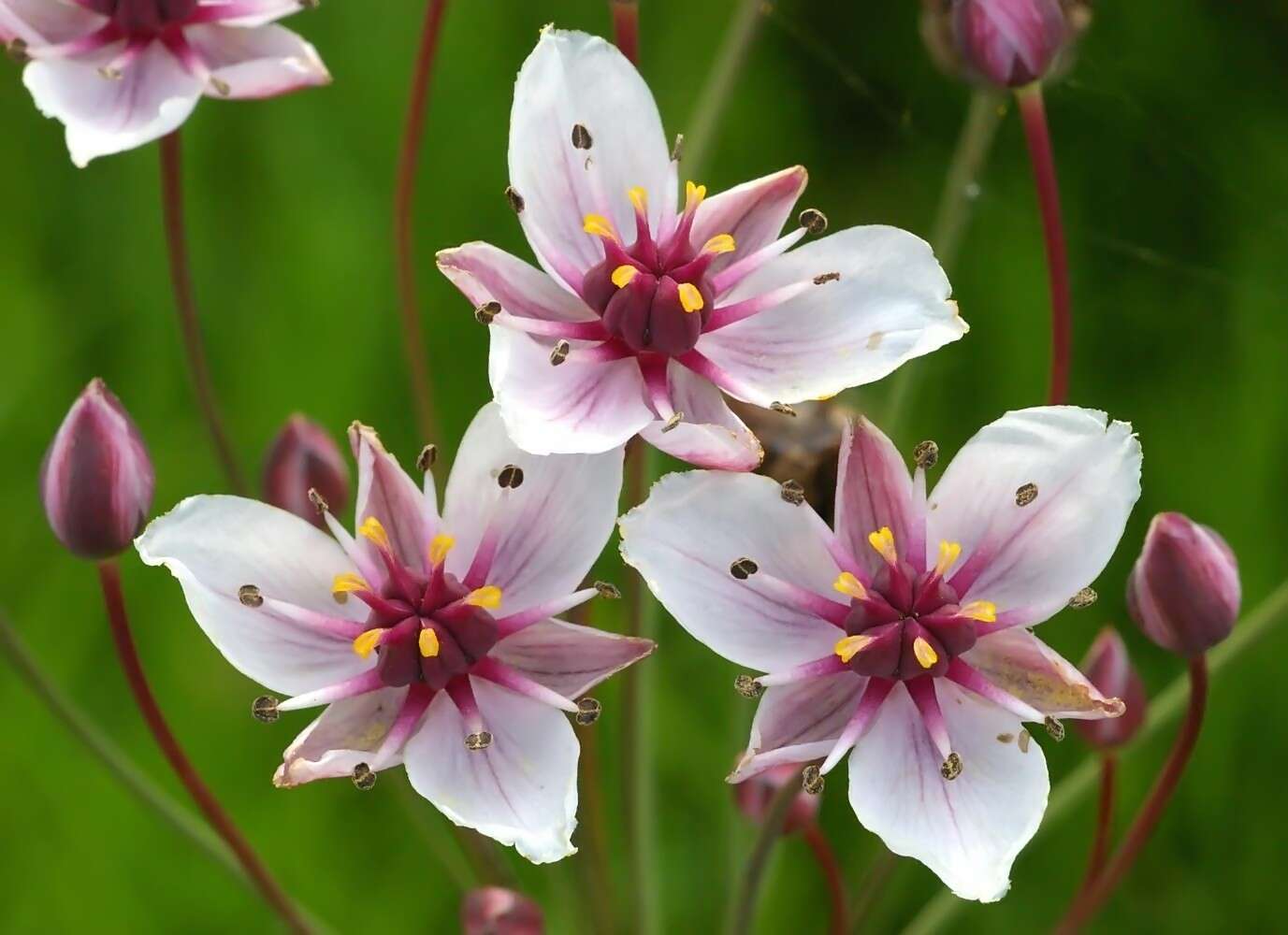 Image of flowering rush family