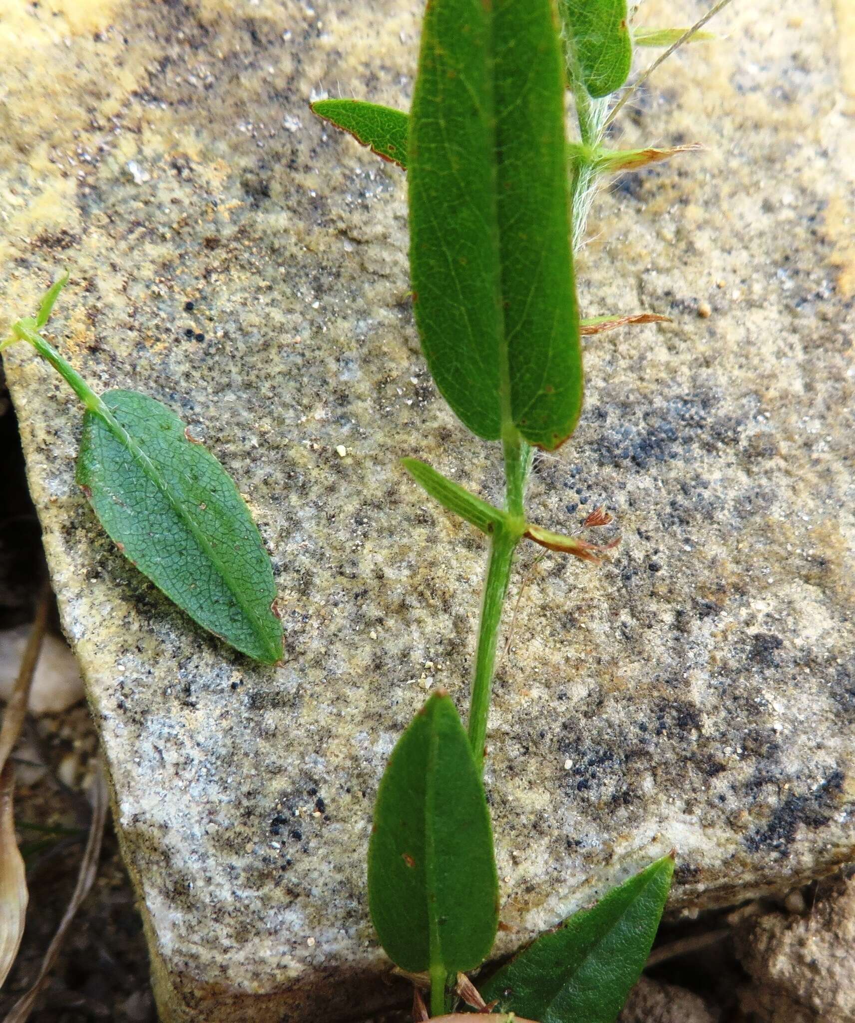 Plancia ëd Psoralea monophylla (L.) C. H. Stirt.