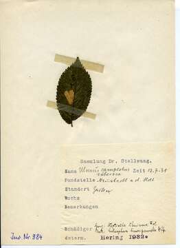 Stigmella ulmivora (Fologne 1860) Beirne 1945的圖片