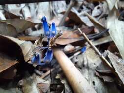 Image of Burmannia wallichii (Miers) Hook. fil.