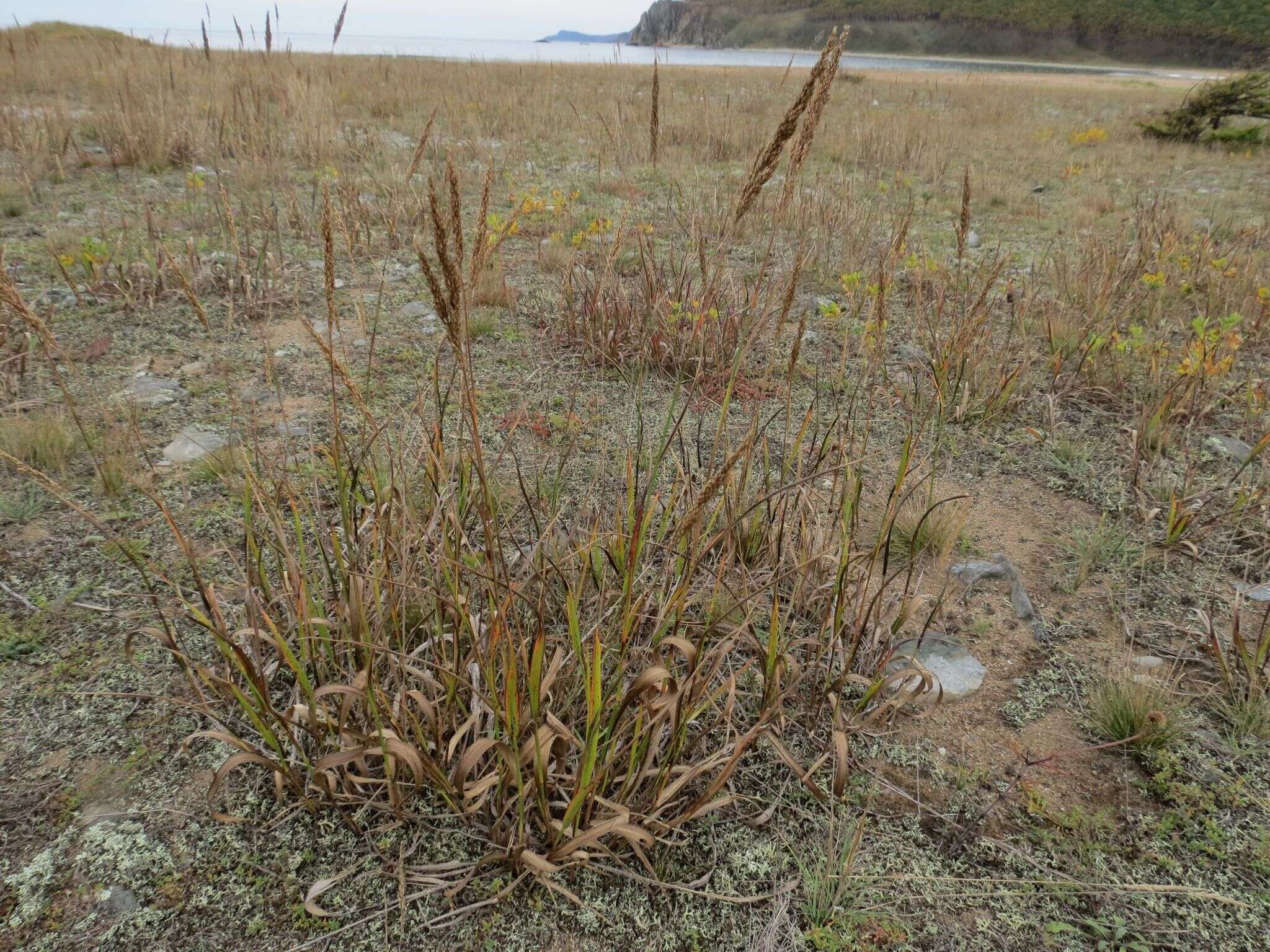 Plancia ëd Arundinella hirta (Thunb.) Tanaka