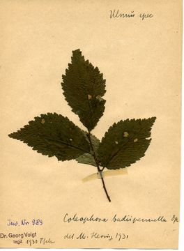 Image of <i>Coleophora badiipennella</i> Duponchel 1844