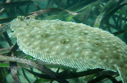 Image of Jenyn&#39;s flounder