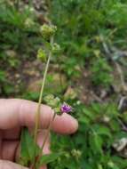 Imagem de Mirabilis latifolia (A. Gray) Diggs, Lipscomb & O'Kennon