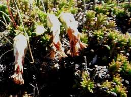 Image of Erica banksia subsp. banksia