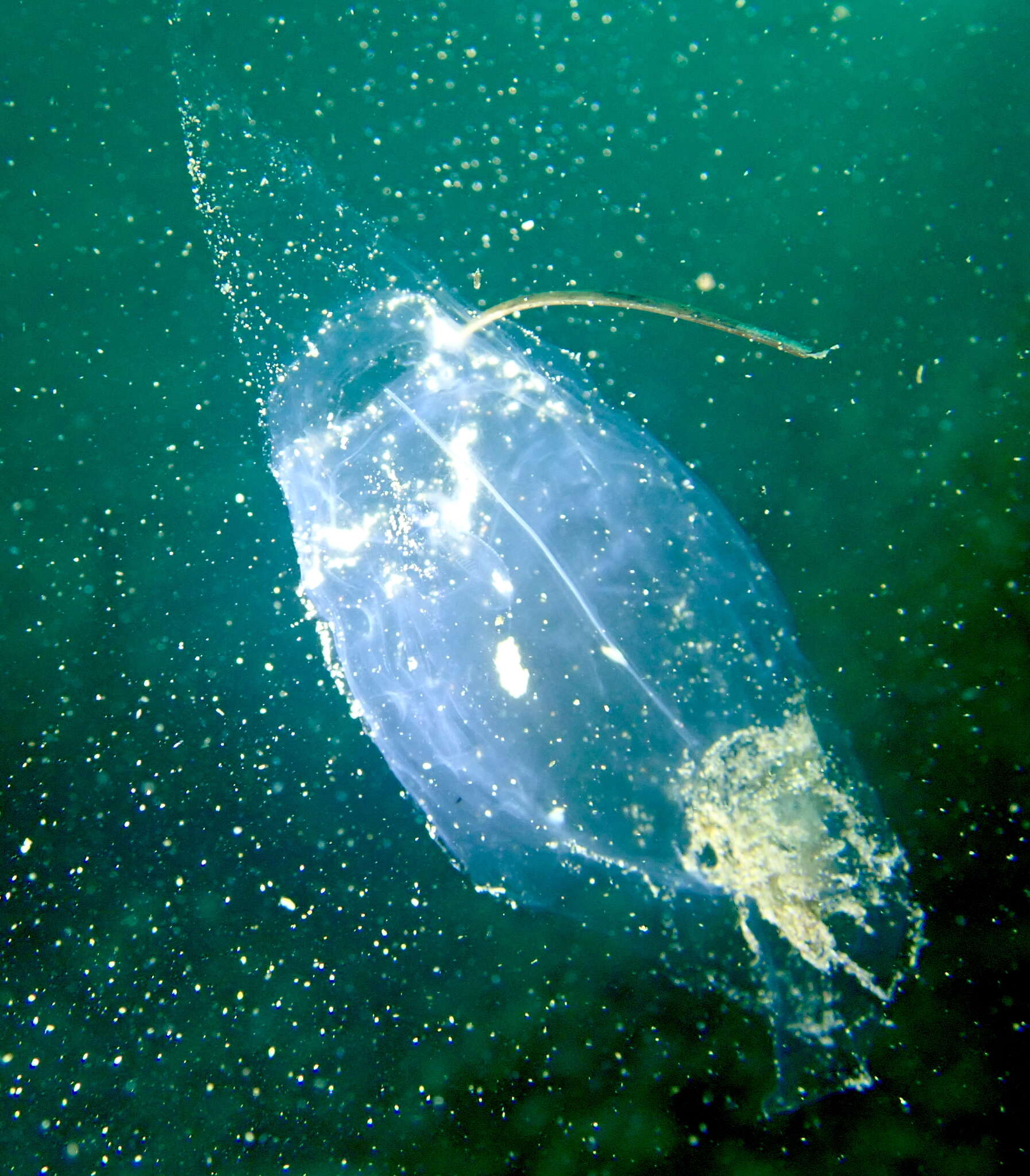 Image of common salp