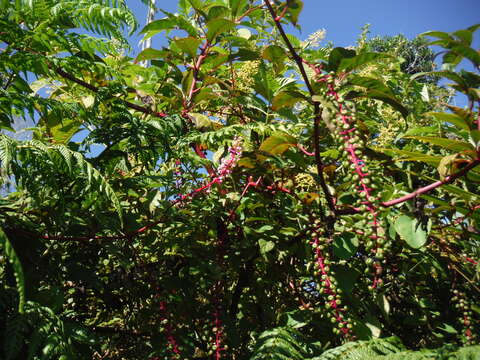 Image of Venezuelan pokeweed