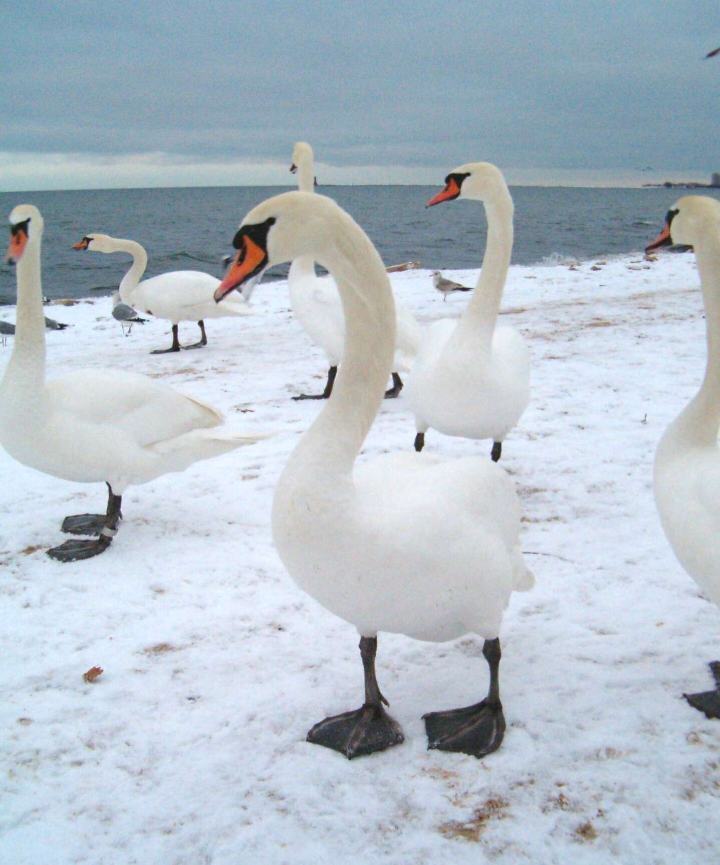 Image of Mute Swan