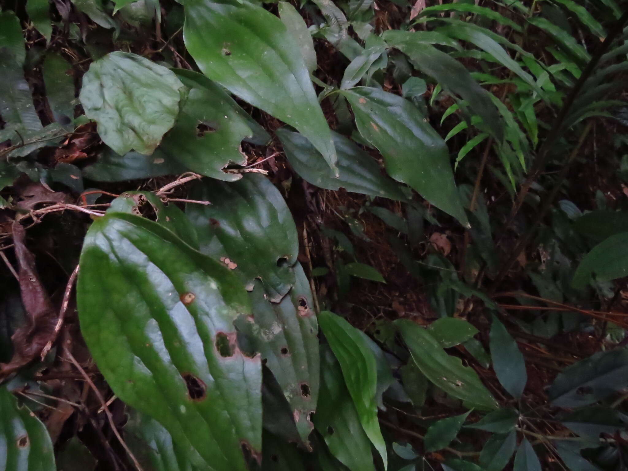 Image of Cheiropleuria integrifolia (D. C. Eaton ex Hook.) M. Kato, Y. Yatabe, Sahashi & N. Murak.