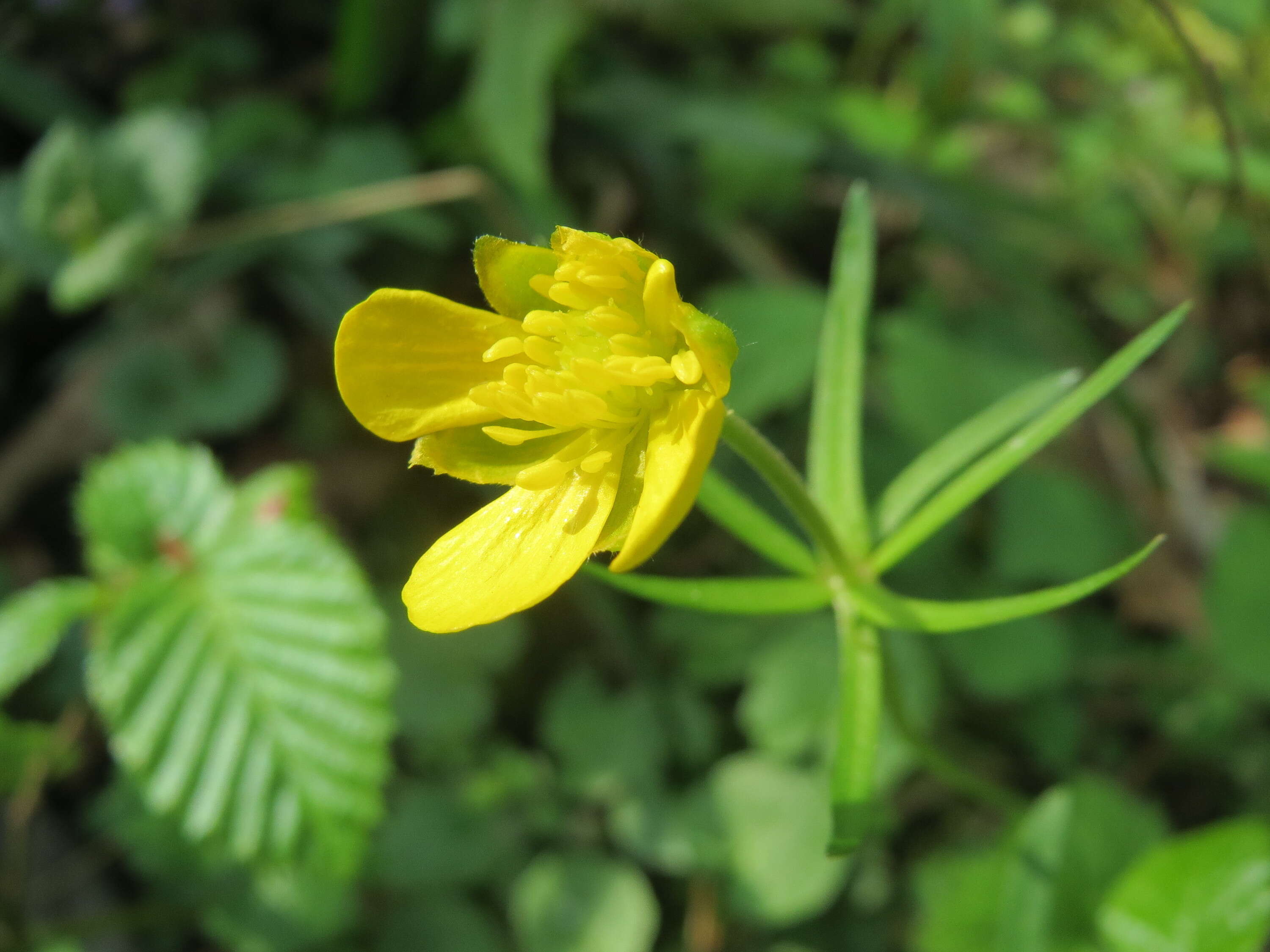 Image of Goldilocks Buttercup