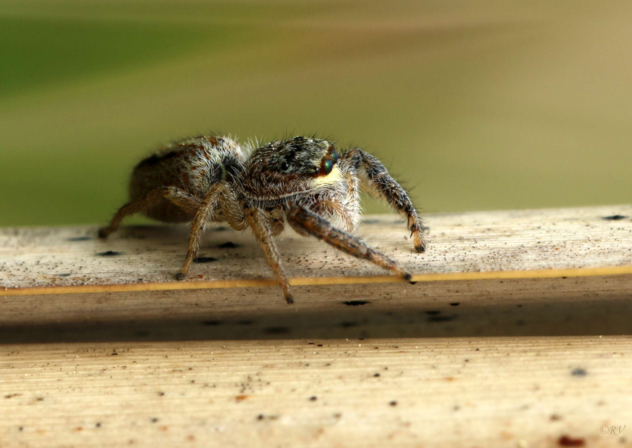 Image of Marpissa radiata (Grube 1859)