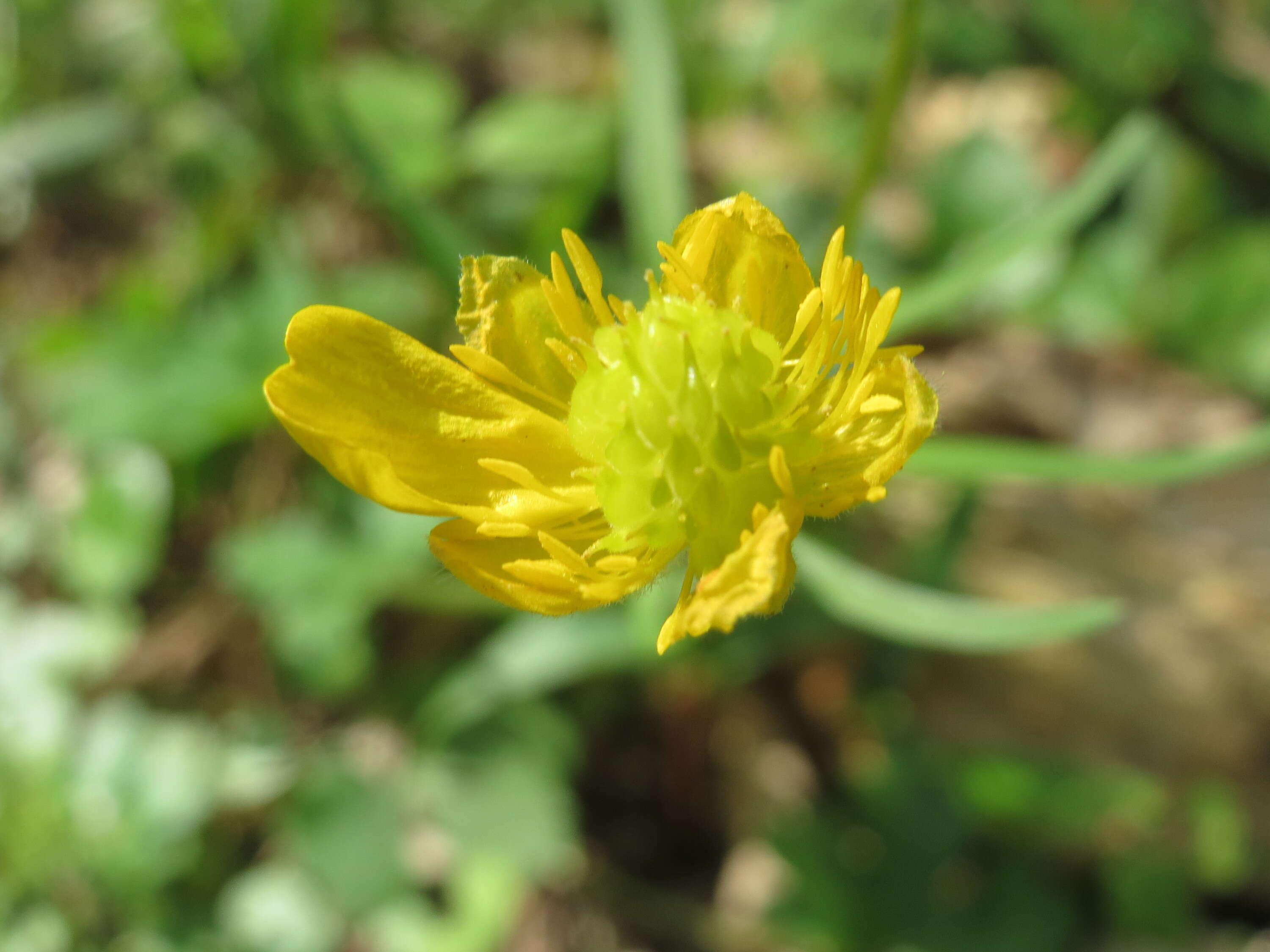 Image of Goldilocks Buttercup